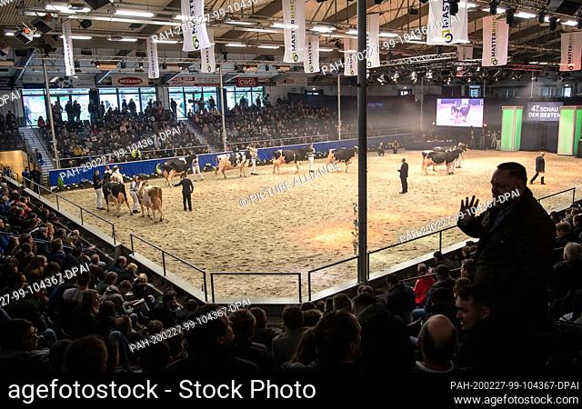 27 February 2020, Lower Saxony, Verden: Cows are guided through the hall at the cattle breeding exhibition ""The show of the best""