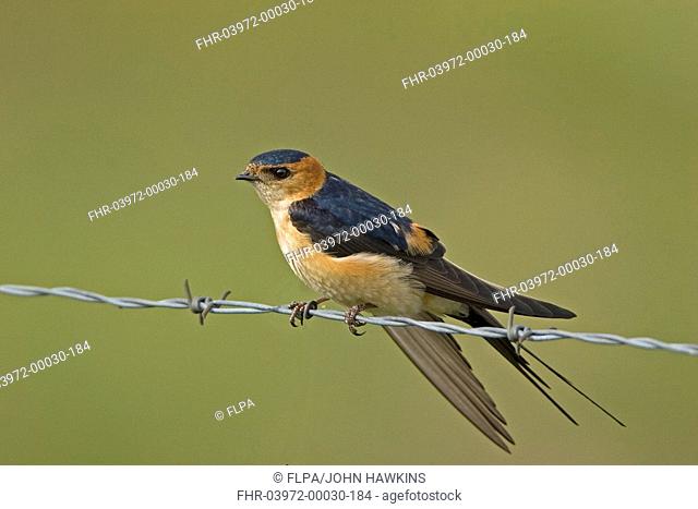 Red-rumped Swallow Hirundo daurica adult, perched on wire fence, Extremadura, Spain, april