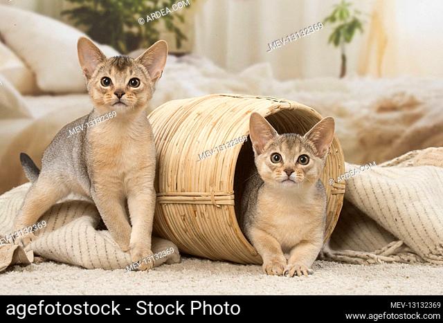 Abyssinian kittens indoors in a basket