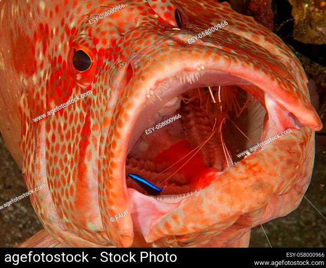 A tomato rock cod having the inside of its mouth cleaned by a cleaner shrimp