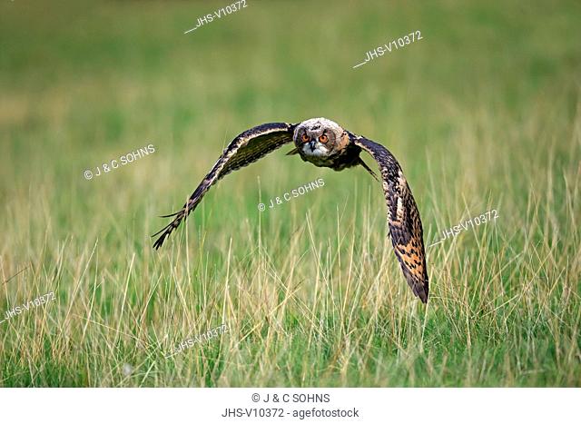 Eagle Owl, (Bubo bubo), adult flying, Pelm, Kasselburg, Eifel, Germany, Europe