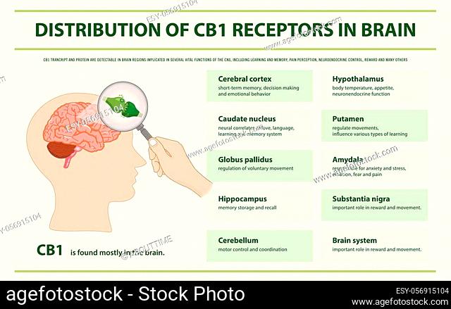 Distribution of CB1 Receptors in Brain horizontal infographic illustration about cannabis as herbal alternative medicine and chemical therapy