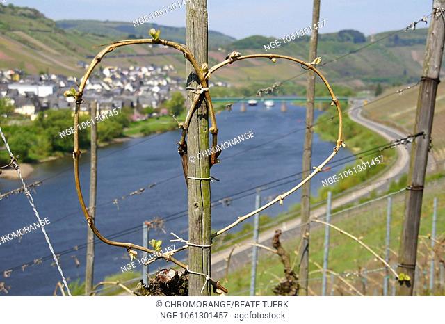 bound heart of vines near Reil on the Moselle