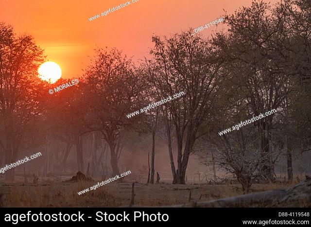 Africa, Zambia, South Luangwa natioinal Park, sunrise