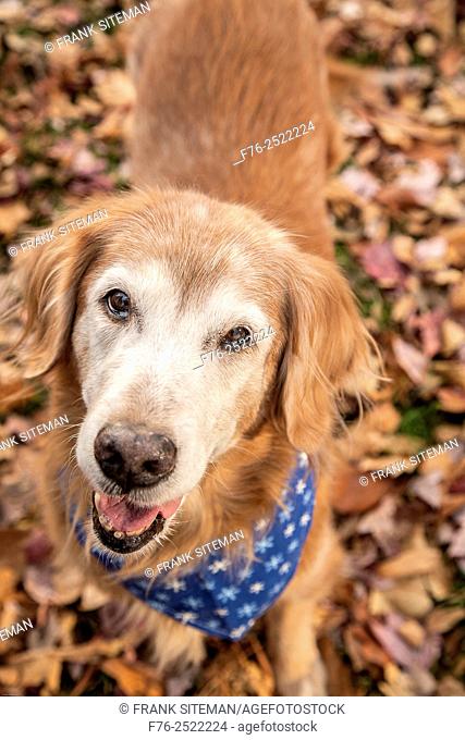 Senior woman with elder golden retriever therapy dog/ companion dog/service dog