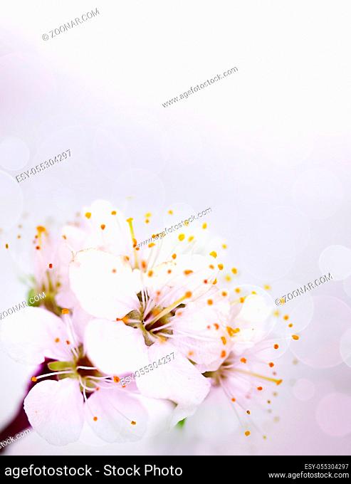 apricot flowers on a light background
