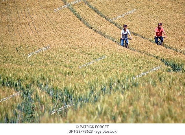 BICYCLE TOURISTS CYCLING THROUGH A WHEAT FIELD IN THE PERCHE, EURE-ET-LOIR 28, FRANCE