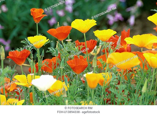 yellow, summer, welsh poppy, meconopsis cambrica, perennials, orange, plants