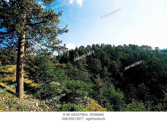 Woods near Gambarie, Aspromonte National Park, Calabria, Italy