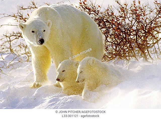 Polar bear (Ursus maritimus): blowing snow crystals cause cubs to flinch