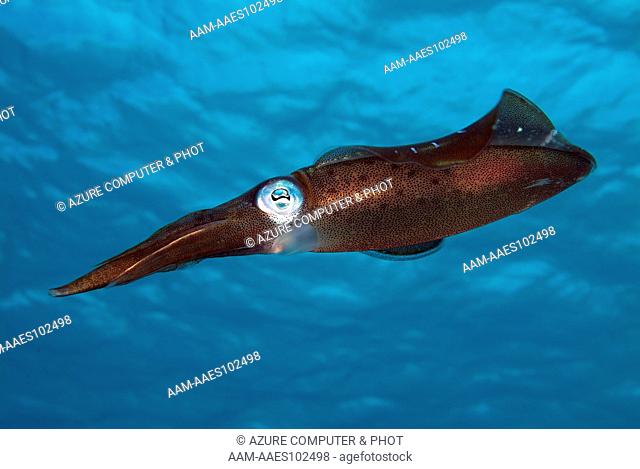 Reef Squid (Sepioteuthis sepioidea) Bonaire N.A