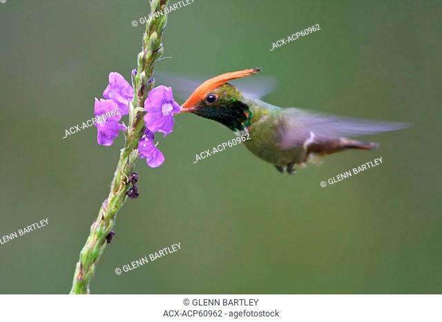 Rufous-crested Coquette Lophornis delattrei flying while feeding at a flower in Peru