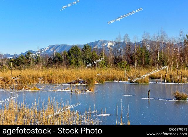 Frozen moor pond with hoarfrost, Chiemgau Alps in the background, Grundbeckenmoor near Rosenheim, Bavaria, Germany, Europe