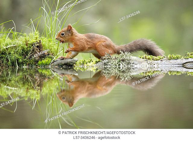Eurasian Red Squirrel, Sciurus vulgaris, Scotland