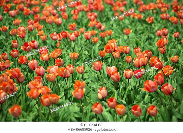 Red tulips and green grass color the landscape in spring Keukenhof Park Lisse South Holland Netherlands Europe