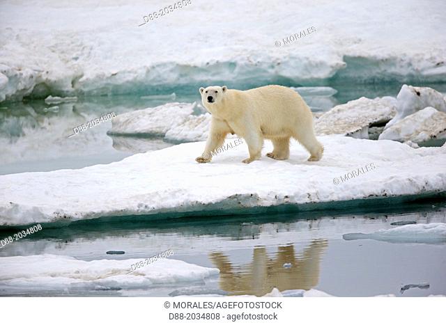 Russia , Chukotka autonomous district , Wrangel island , Polar bear ( Ursus maritimus ) , Adult , female
