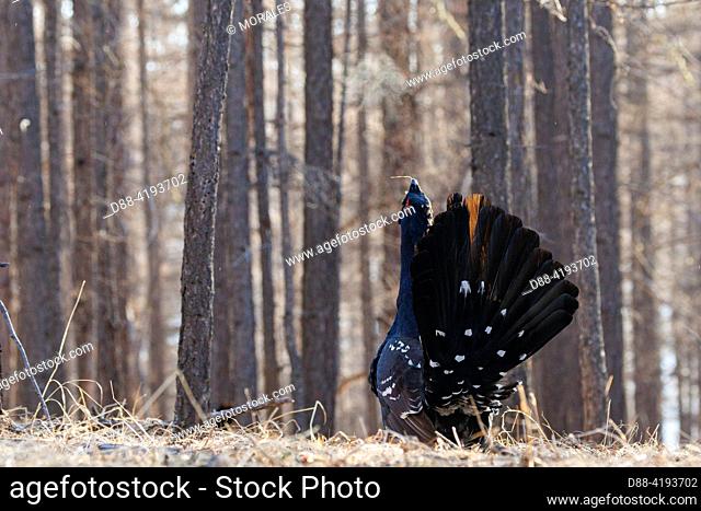 Asia, Mongolia, Tôv Province, Mongonmorit District, Dahurian Larch forest (Larix dahurica), Black-billed Capercaillie (Tetrao urogalloides formerly Tetrao...