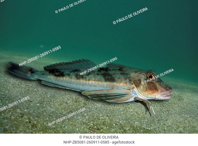 Tub gurnard, Chelidonichthys lucerna. Composite image. Portugal