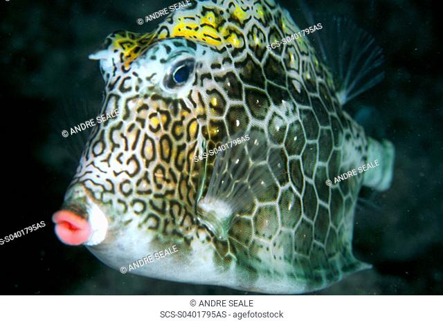 Honeycomb cowfish at night, Lactophrys polygonia, Abrolhos National Marine Sanctuary, Brazil South Atlantic