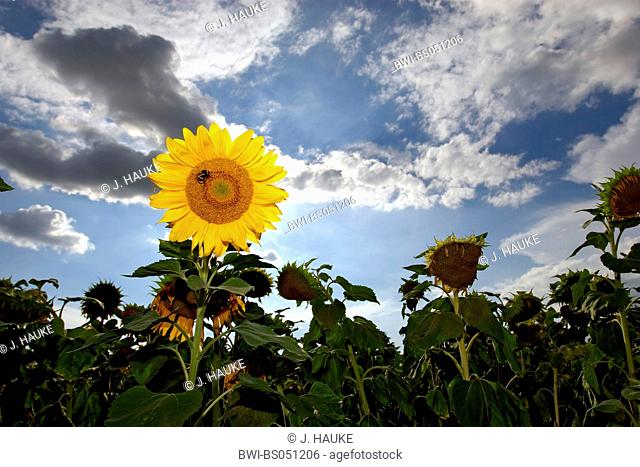 common sunflower (Helianthus annuus), sunflower field, Germany, NRW