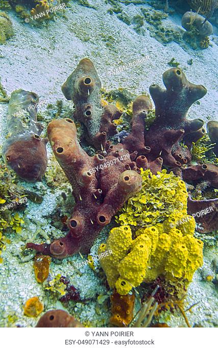 Multiple species of coral in the Atlantic ocean