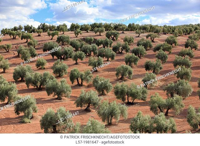 Olive grove, Spain