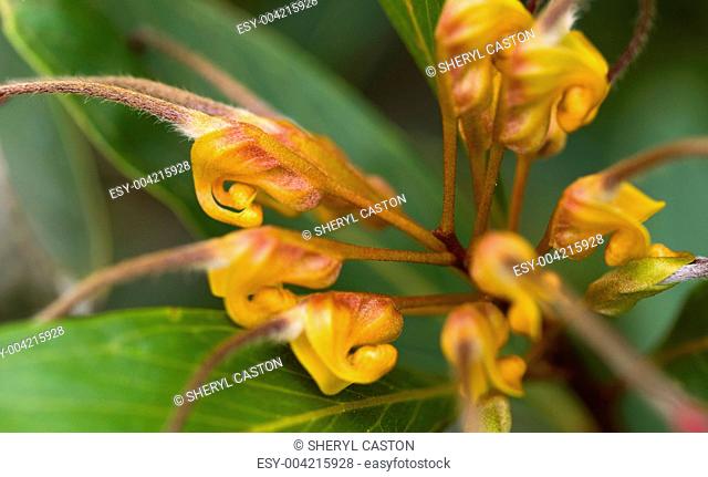 beautiful flower of grevillea venusta - australian native plant
