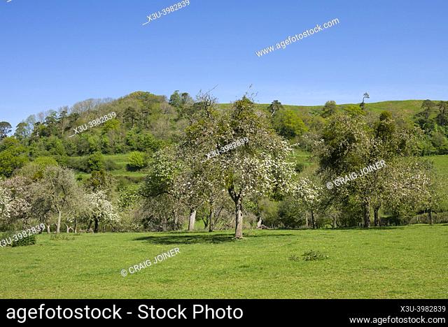 An orchard in the village of Sutton Montis below Cadbury Castle, Somerset, England