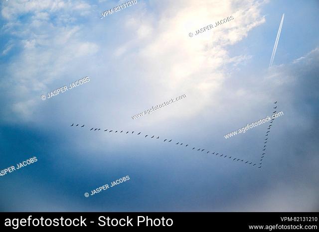 Illustration picture shows migratory birds in V-formation flying over Antwerp, Tuesday 12 December 2023...BELGA PHOTO JASPER JACOBS