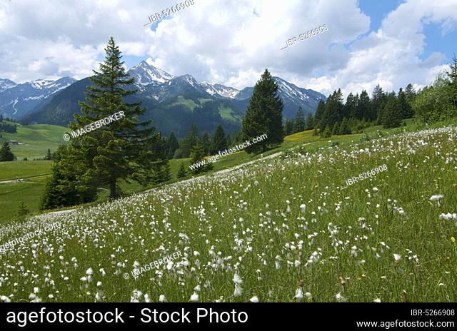 Cotton grass, flower meadow, Tannheimer Tal, Tyrol, Austria, Europe