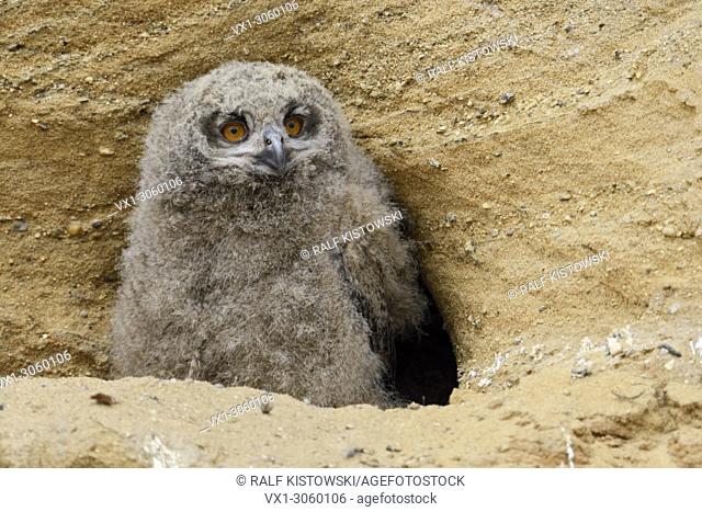 Eurasian Eagle Owl ( Bubo bubo ), young chick, standing in front of their nesting burrow in a sand pit, wildlife, Europe.