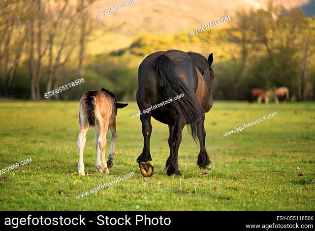 Mare and foal on the meadow