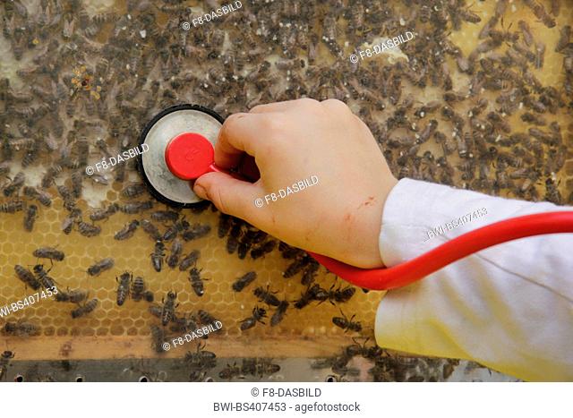 honey bee, hive bee (Apis mellifera mellifera), child listening with a stethoscope the sounds of the bees in a showcase, Germany