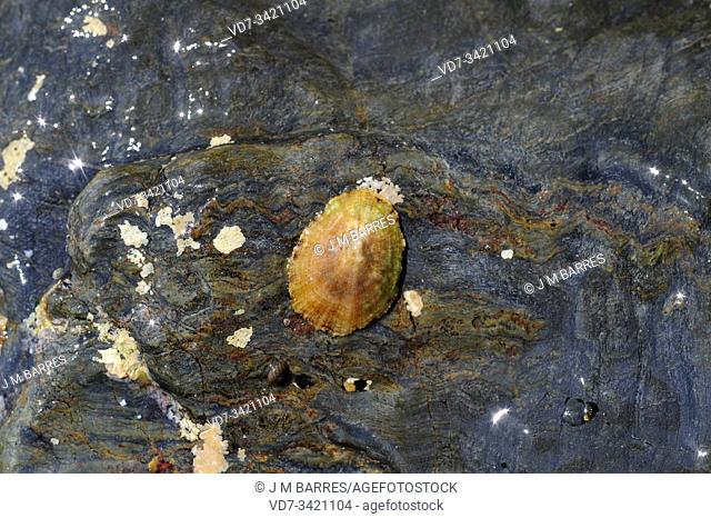 Mediterranean limpet (Patella coerulea) is a marine mollusk. This photo was taken in Cap Ras, Girona province, Catalonia, Spain