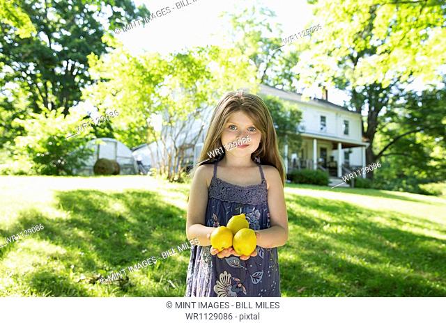 Outdoors in summer. On the farm. A girl in the garden holding three large lemon fruits in her hand