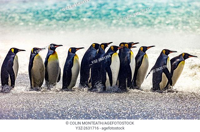 King penguins parade along beach, Salisbury Plain, South Georgia