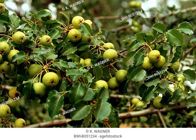 European Wild Pear (Pyrus pyraster), branch with fruits, Germany