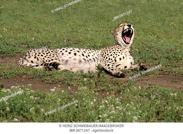 Cheetah (Acinonyx jubatus) lying, yawning, Serengeti, Tanzania