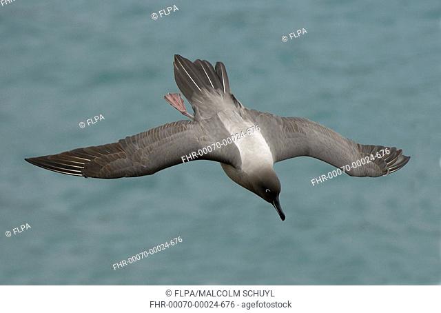 Light-mantled Sooty Albatross Diomedea palpebrata adult, in flight over sea, South Georgia