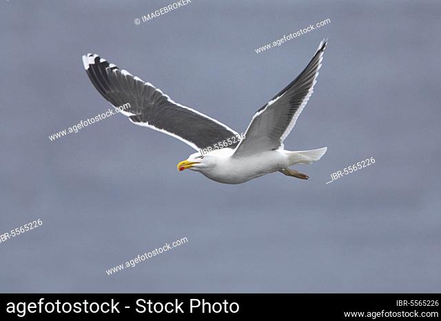 Great Black-backed Gull (Larus marinus) adult, summer plumage, in flight over sea, Noss, Shetland Islands, Scotland, United Kingdom, Europe