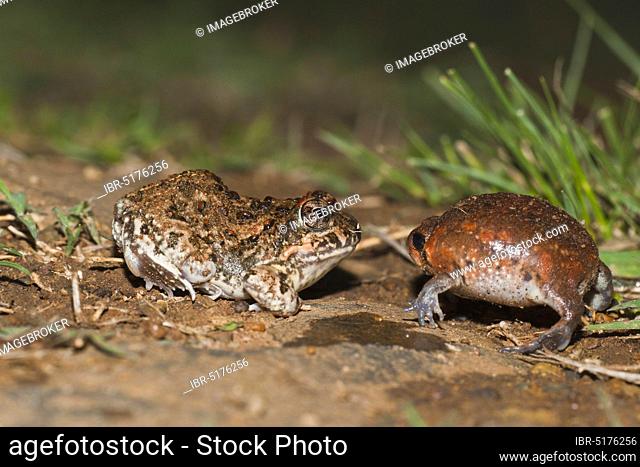 Tremolo Sand Frog, juvenile, and Bushveld Rain Frog, juvenile, blown up for defence, Hidden Valley, KwaZulu-Natal, South Africa (Tomopterna cryptotus)...