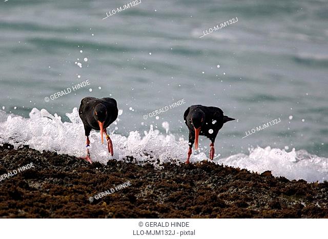 Pair of African Black Oyster Catchers Haematopus moquini, De Hoop Nature Reserve, Eastern Cape Province, South Africa