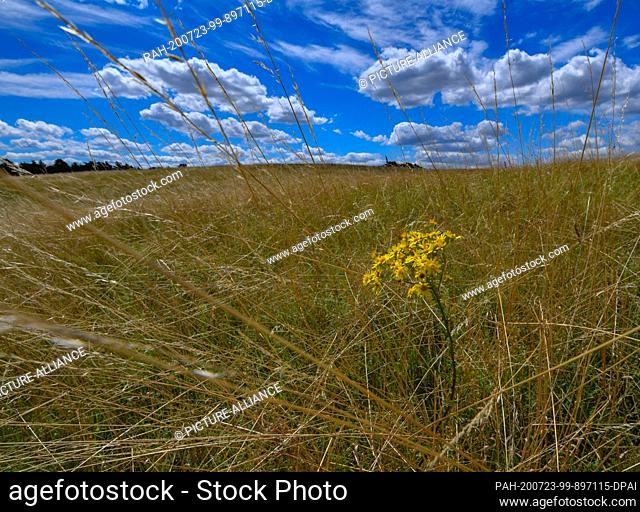 22 July 2020, Brandenburg, Neuzelle: Clouds pass by the blue sky over the landscape with a dry meadow on which yellow flowers bloom