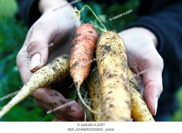 Hand with bunch of carrots