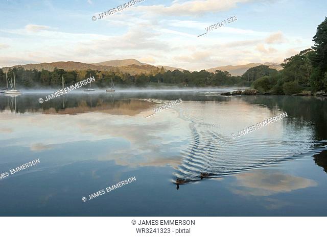 Ducks on Lake Windermere in Lake District, England, Europe