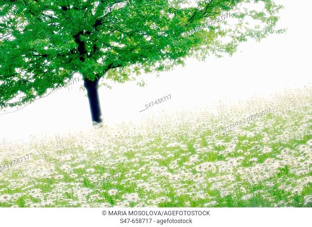Shasta Daisies and a Tree. Leucanthemum x superbum. May 2007, Maryland, USA