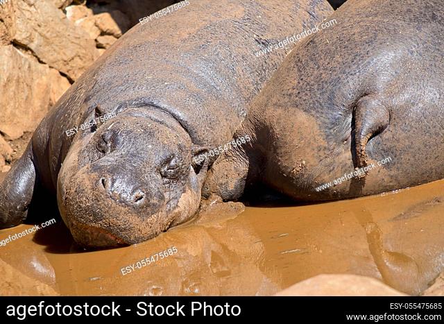 Pygmy Hippo, Hexaprotodon libriensis, Rhino and Lion Nature Reserve, Gauteng, South Afica, Africa