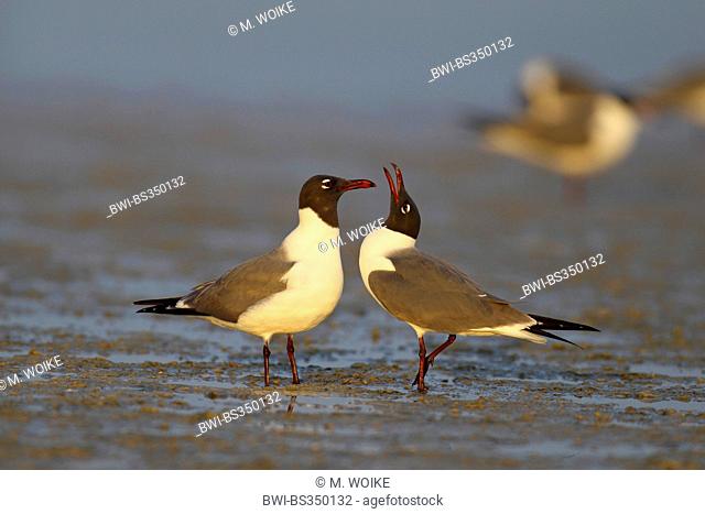 laughing gull (Larus atricilla), courtship display, USA, Florida