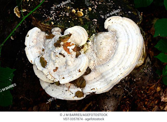 Lumpy bracket (Trametes gibbosa) is a saprophyte fungus that grows on beech trunks. This photo was taken in Montseny Biosphere Reserve, Barcelona province