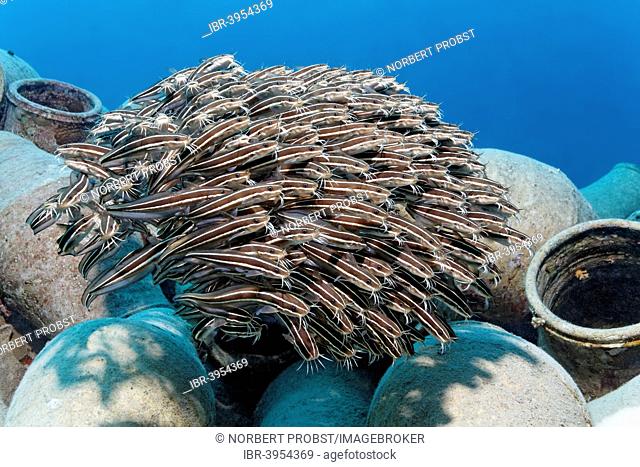 School of Striped eel catfish (Plotosus lineatus) on amphora, Makadi Bay, Red Sea, Hurghada, Egypt